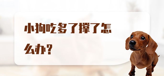 小狗吃多了撑了怎么办?