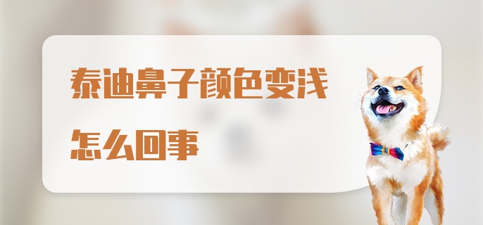 泰迪鼻子颜色变浅怎么回事