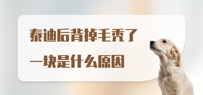 泰迪后背掉毛秃了一块是什么原因