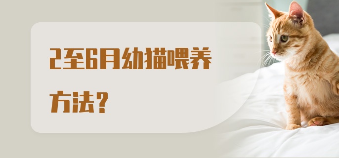 2至6月幼猫喂养方法？