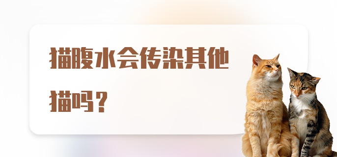 猫腹水会传染其他猫吗?