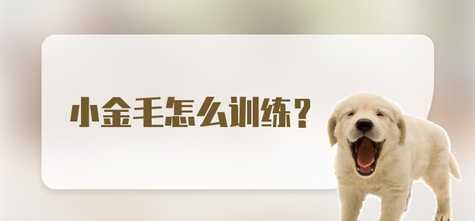 小金毛怎么训练？