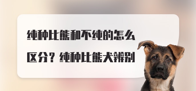 纯种比熊和不纯的怎么区分？纯种比熊犬辨别