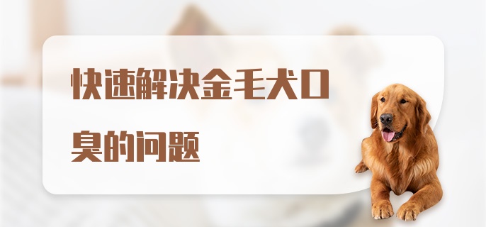 快速解决金毛犬口臭的问题