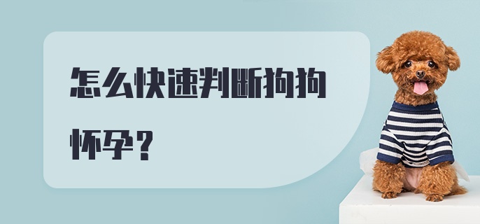 怎么快速判断狗狗怀孕？