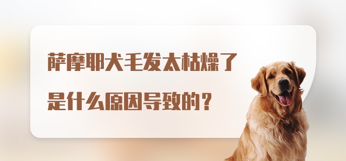 萨摩耶犬毛发太枯燥了是什么原因导致的？