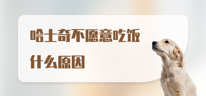 哈士奇不愿意吃饭什么原因