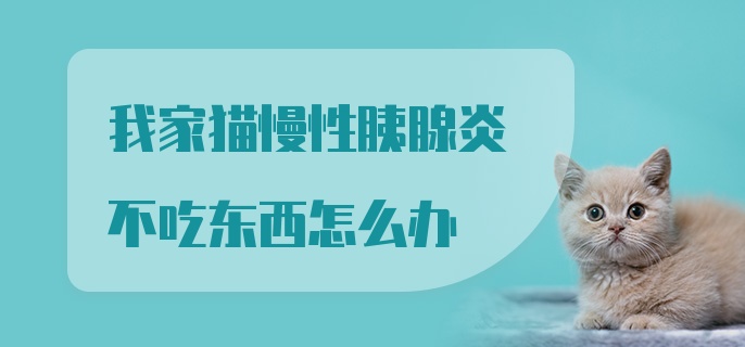 我家猫慢性胰腺炎不吃东西怎么办