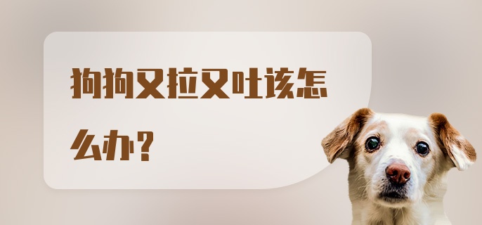 狗狗又拉又吐该怎么办？