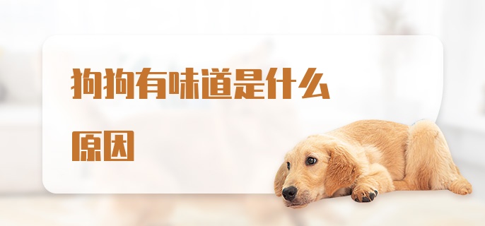 狗狗有味道是什么原因