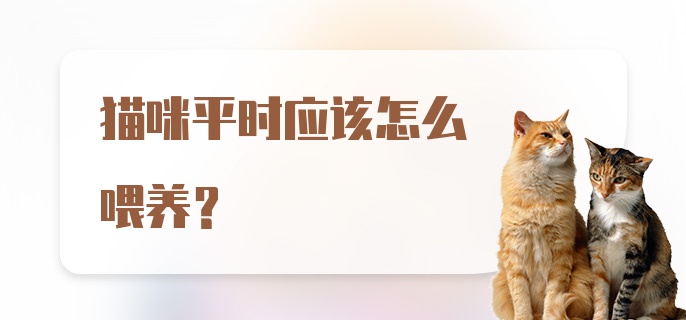 猫咪平时应该怎么喂养？