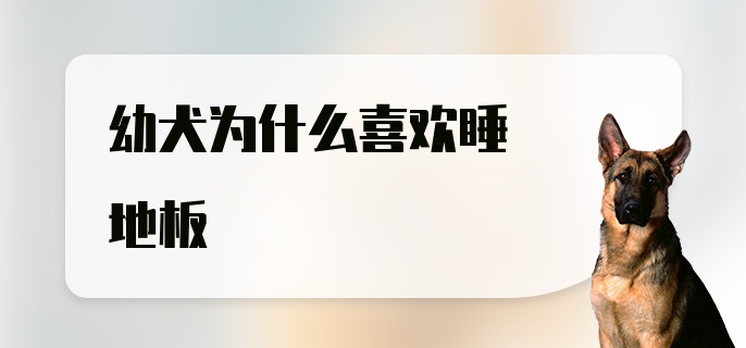 幼犬为什么喜欢睡地板