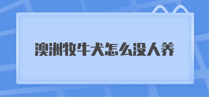 澳洲牧牛犬怎么没人养