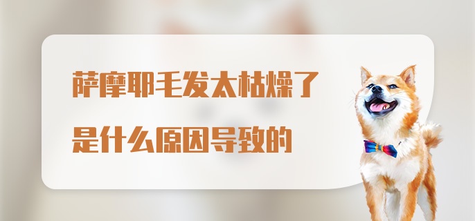 萨摩耶毛发太枯燥了是什么原因导致的