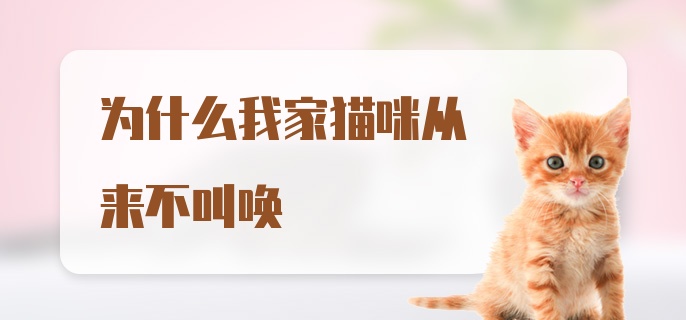 为什么我家猫咪从来不叫唤