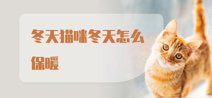 冬天猫咪冬天怎么保暖