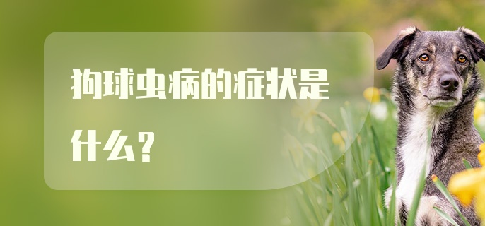 狗球虫病的症状是什么？