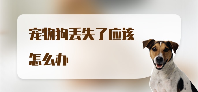 宠物狗丢失了应该怎么办