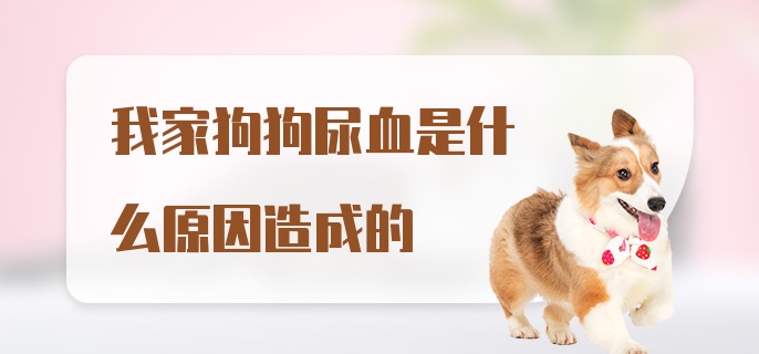 我家狗狗尿血是什么原因造成的