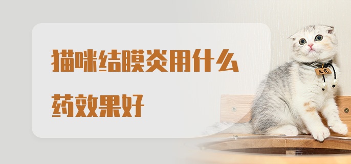 猫咪结膜炎用什么药效果好