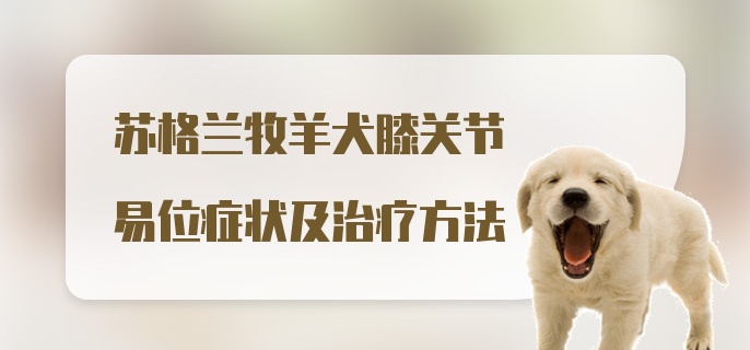 苏格兰牧羊犬膝关节易位症状及治疗方法