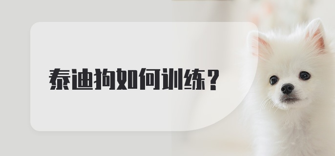 泰迪狗如何训练？