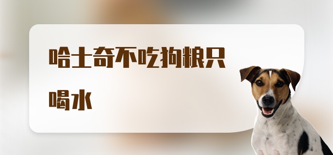 哈士奇不吃狗粮只喝水