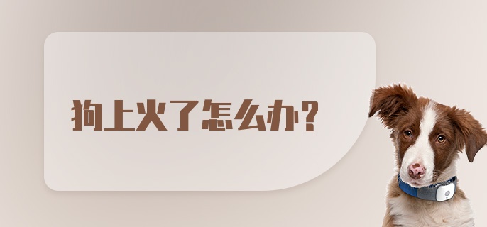 狗上火了怎么办？