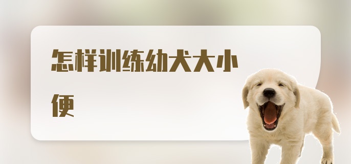 怎样训练幼犬大小便