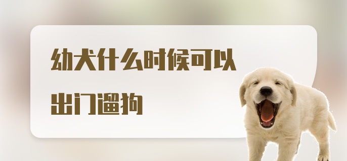 幼犬什么时候可以出门遛狗