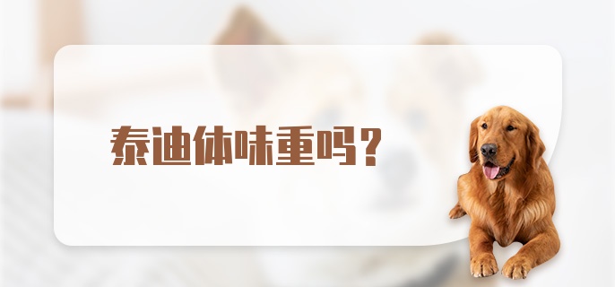 泰迪体味重吗？