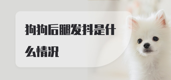 狗狗后腿发抖是什么情况