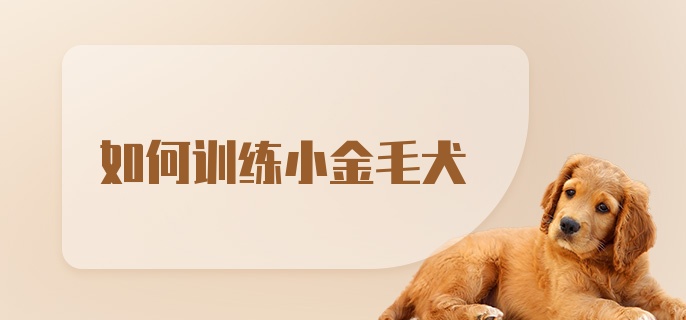 如何训练小金毛犬