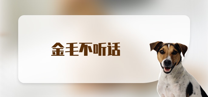 金毛不听话