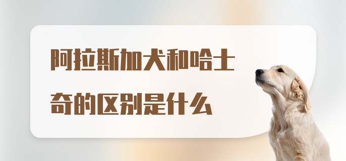 阿拉斯加犬和哈士奇的区别是什么