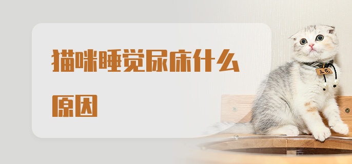 猫咪睡觉尿床什么原因