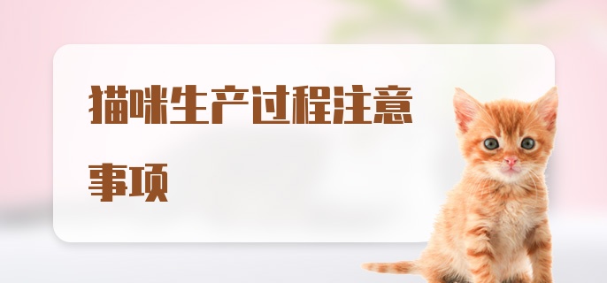 猫咪生产过程注意事项