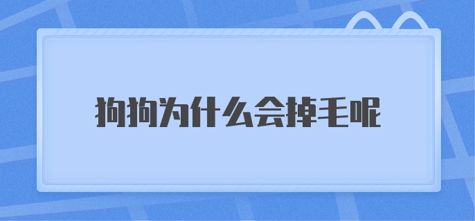 狗狗为什么会掉毛呢