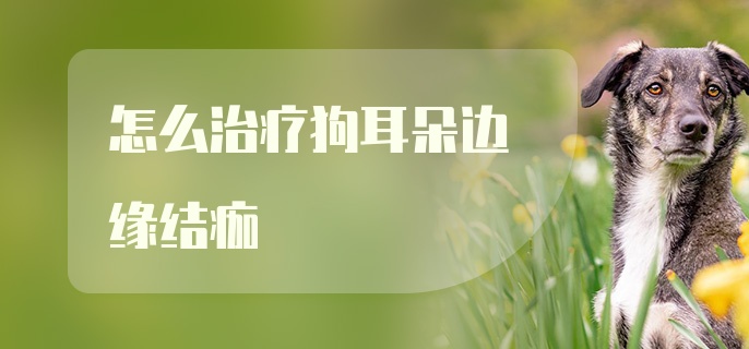 怎么治疗狗耳朵边缘结痂