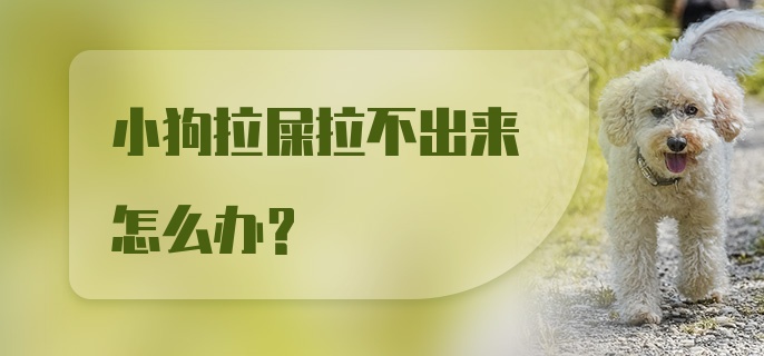 小狗拉屎拉不出来怎么办？