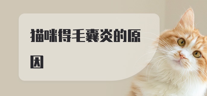 猫咪得毛囊炎的原因