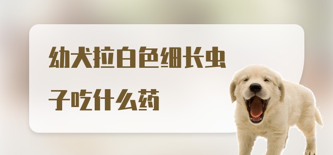 幼犬拉白色细长虫子吃什么药