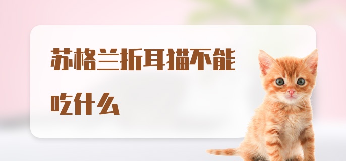 苏格兰折耳猫不能吃什么