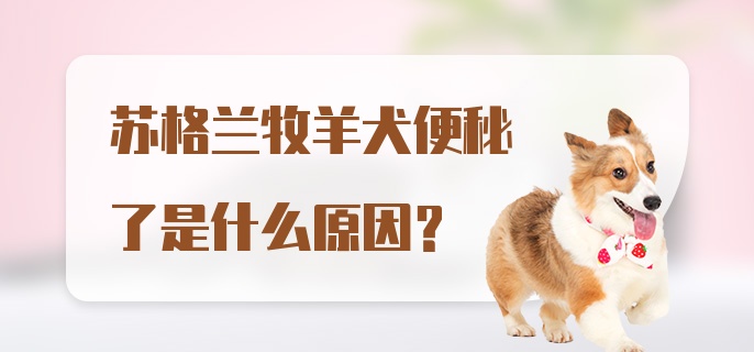 苏格兰牧羊犬便秘了是什么原因？