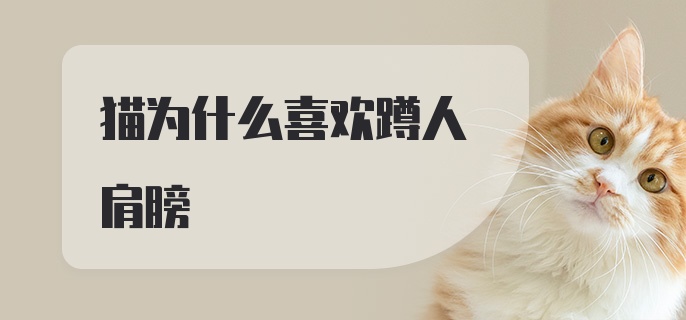 猫为什么喜欢蹲人肩膀