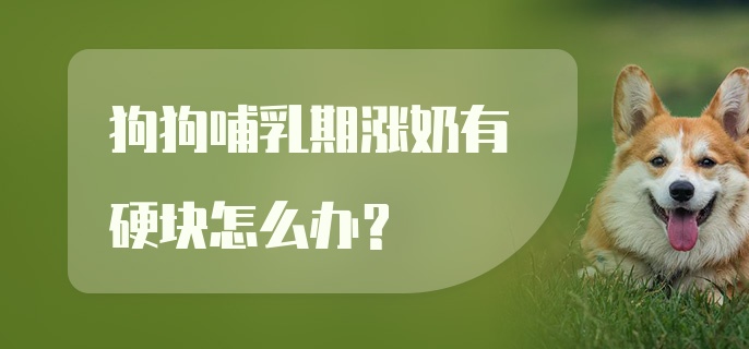 狗狗哺乳期涨奶有硬块怎么办？