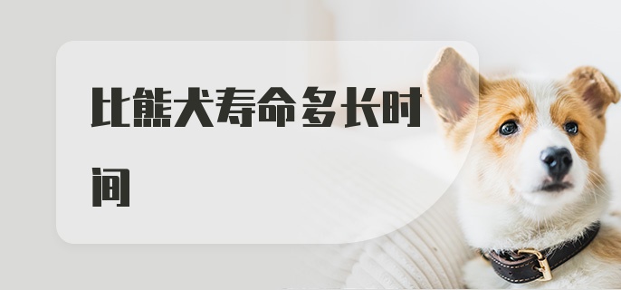 比熊犬寿命多长时间