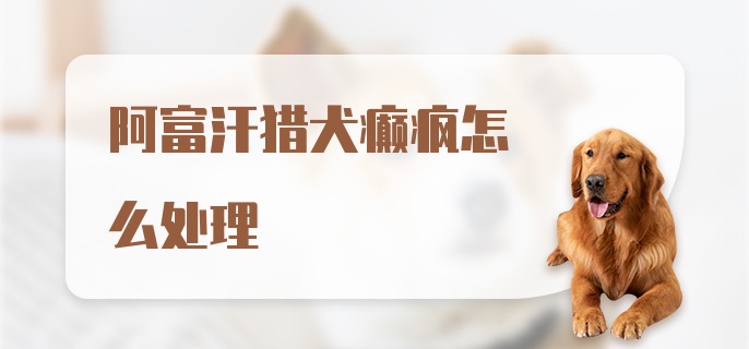 阿富汗猎犬癫疯怎么处理