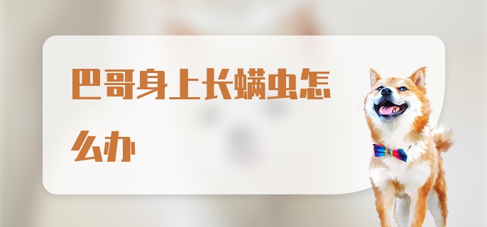 巴哥身上长螨虫怎么办