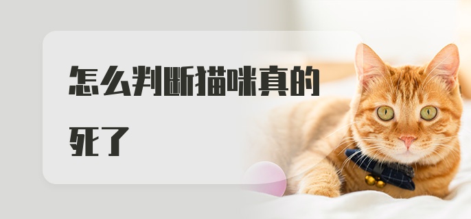 怎么判断猫咪真的死了